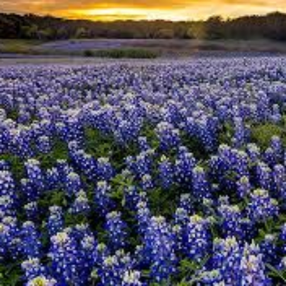 Meet your Posher, Shirley